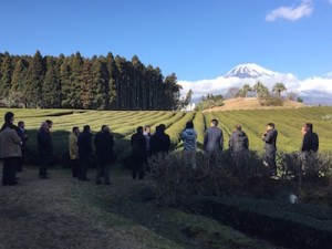 富士山を望む茶畑見学