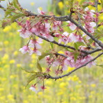 河津桜と菜花