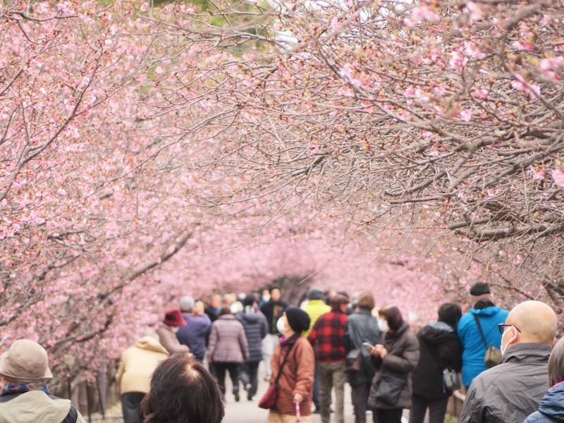 五分咲きの河津桜