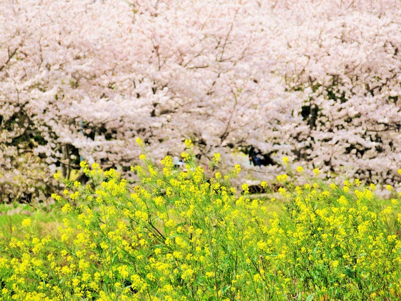 春爛漫　各地で桜満開