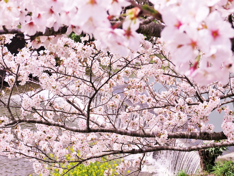 春爛漫　各地で桜満開