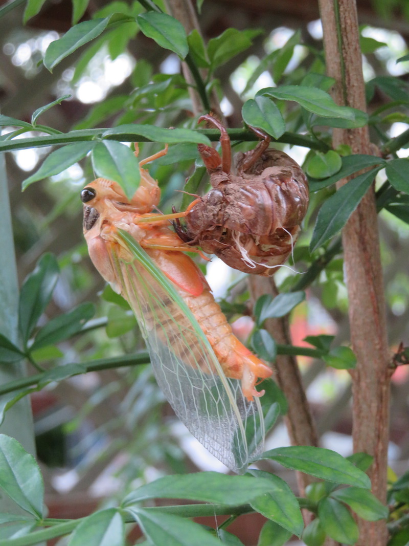 羽化直後のクマゼミ